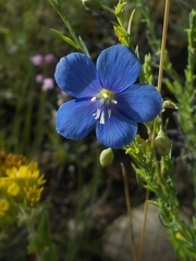 Linum lewisii