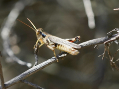 Melanoplus cinereus