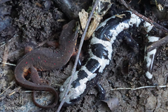Ambystoma opacum