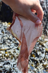 Rhodophyta