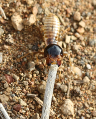 Hodotermes mossambicus