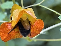 Bombus impatiens