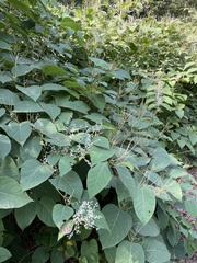 Reynoutria × bohemica