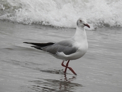 Chroicocephalus cirrocephalus