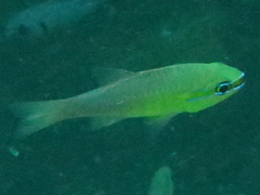 Ostorhinchus apogonoides