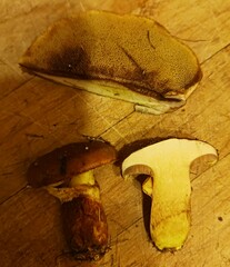Suillus clintonianus