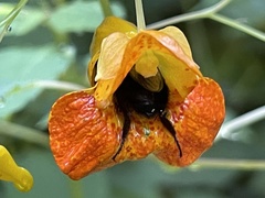 Bombus impatiens