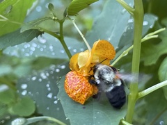 Bombus impatiens