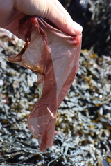 Rhodophyta