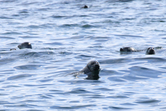 Phoca vitulina vitulina