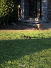 Oryctolagus cuniculus domesticus