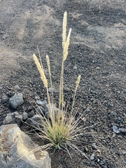 Trisetum glomeratum