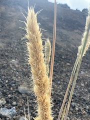 Trisetum glomeratum