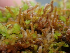 Odontoschisma denudatum