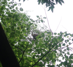 Pongo pygmaeus morio