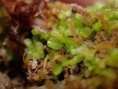 Odontoschisma denudatum