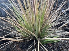 Trisetum glomeratum