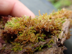 Odontoschisma denudatum