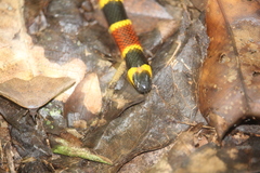 Micrurus diastema