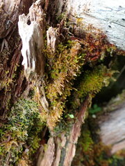 Odontoschisma denudatum