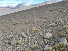 Silene struthioloides