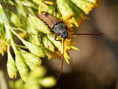 Crossidius testaceus