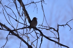 Coccothraustes coccothraustes