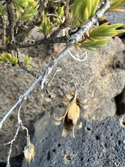 Silene struthioloides