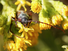 Crossidius testaceus