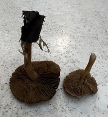 Inocybe flocculosa