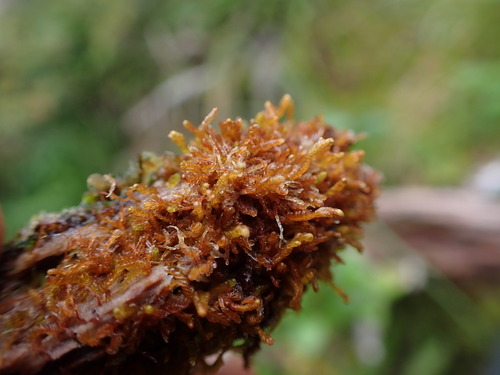 Odontoschisma denudatum