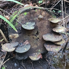 Ganoderma applanatum
