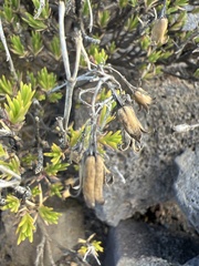 Silene struthioloides