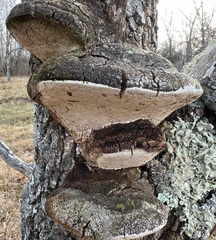 Phellinus tremulae