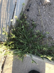 Dactyloctenium radulans