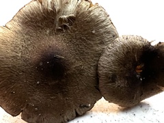 Inocybe flocculosa