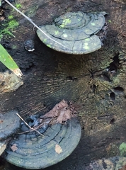 Ganoderma applanatum