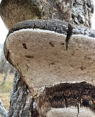 Phellinus tremulae