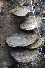 Ganoderma applanatum