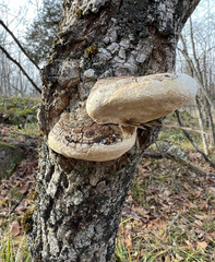 Phellinus tremulae