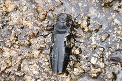 Chalcolepidius apacheanus