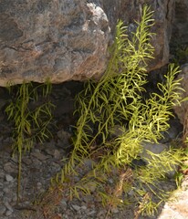 Baccharis neglecta