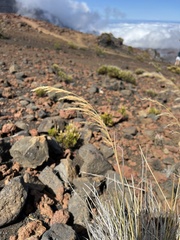 Deschampsia nubigena