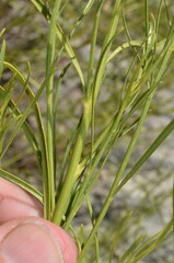 Baccharis neglecta
