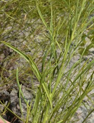 Baccharis neglecta