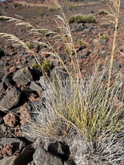 Deschampsia nubigena