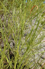 Baccharis neglecta