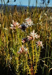 Sprengelia incarnata