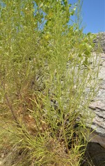 Baccharis neglecta