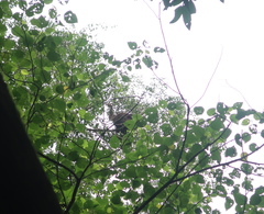 Pongo pygmaeus morio